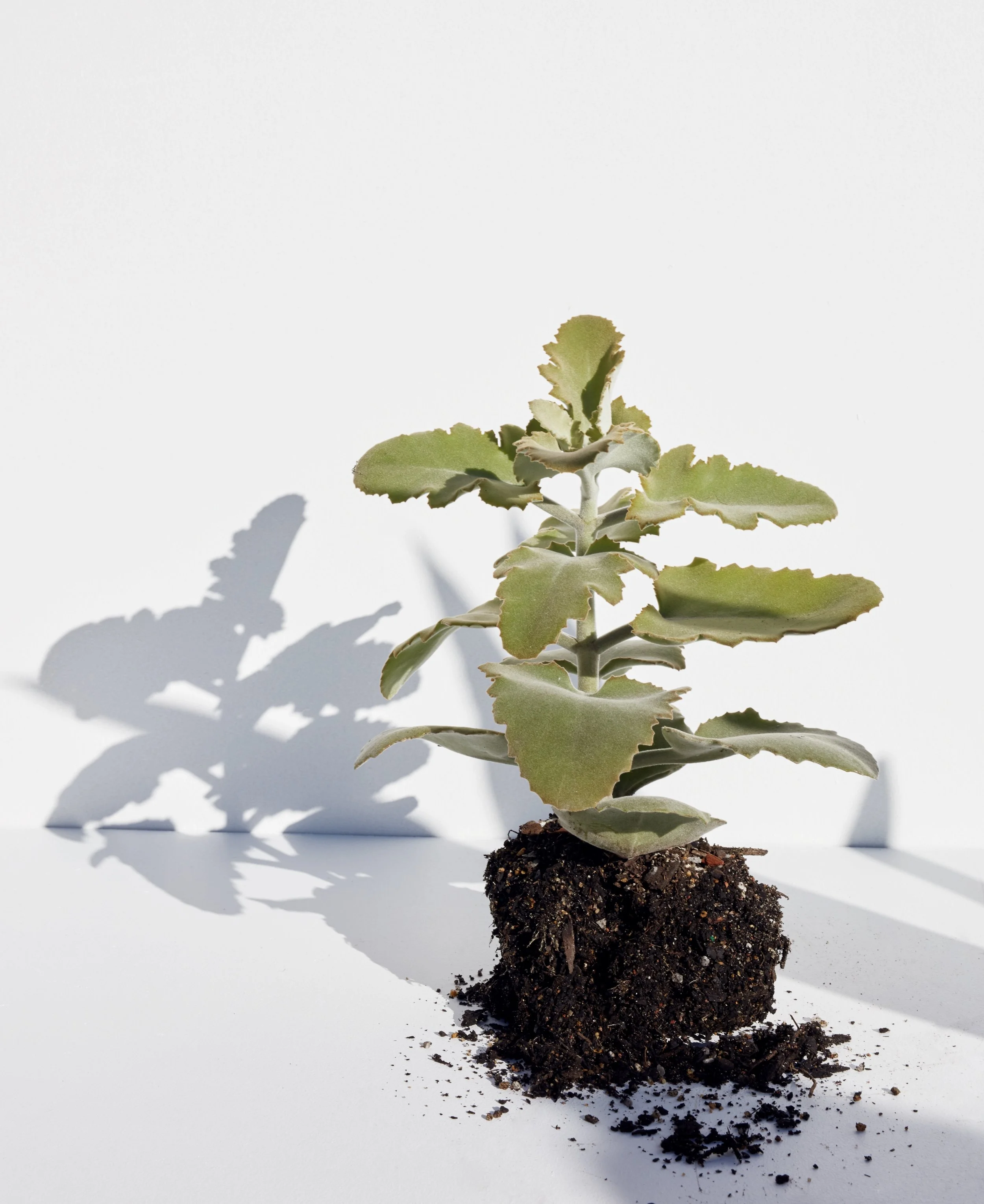160726_BC_PLANTS_078.jpg