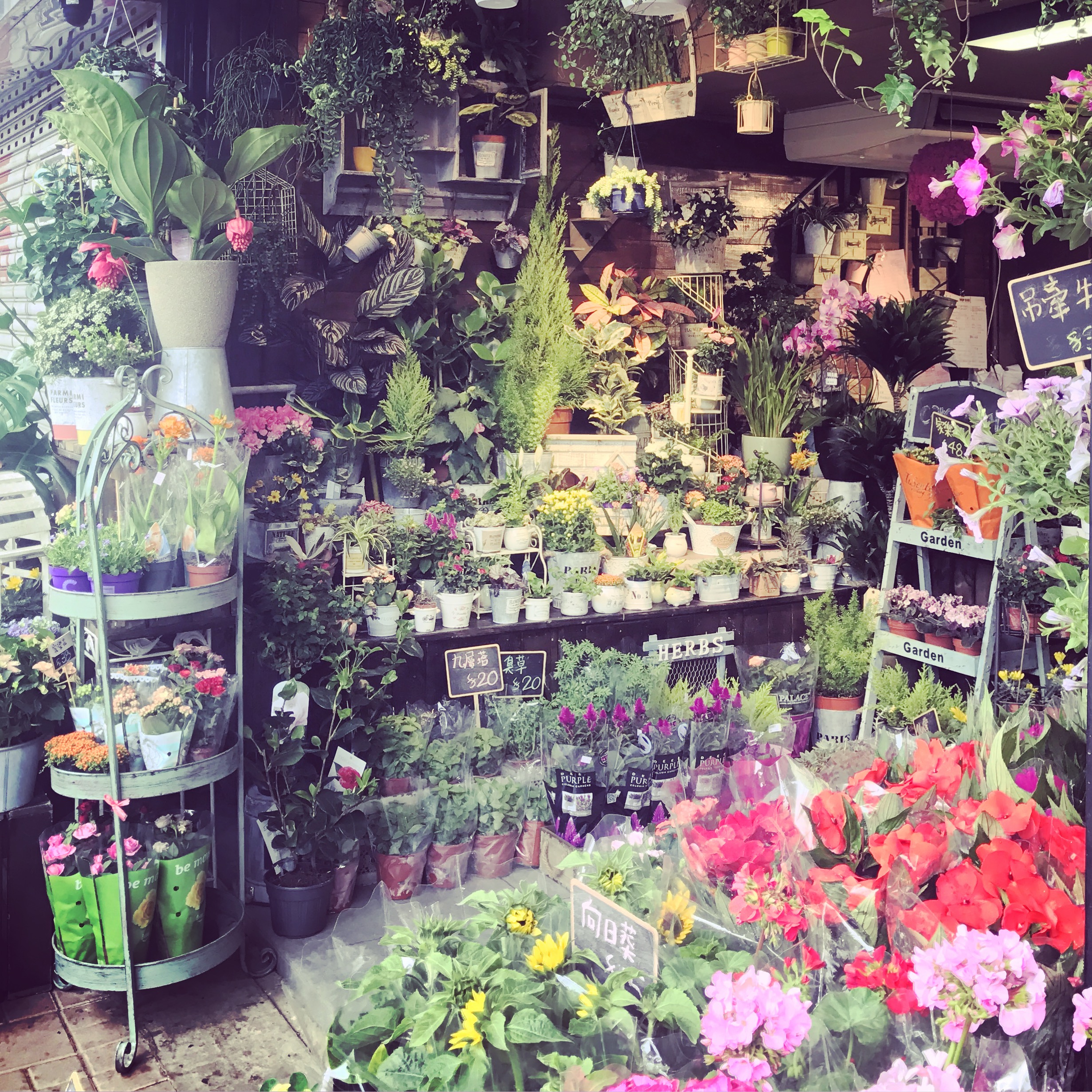 Mong Kok Flower Market