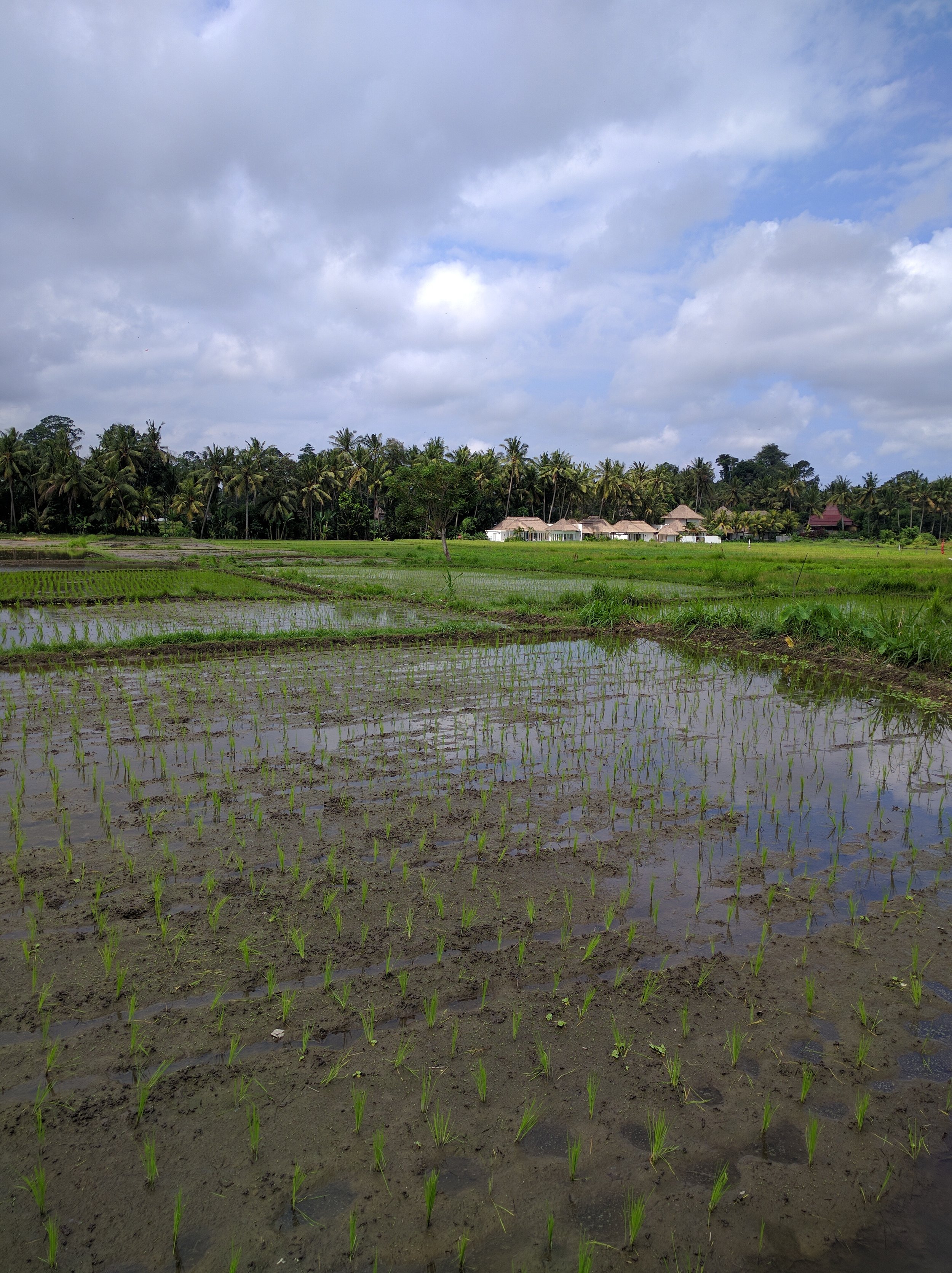 A picture of our Airbnb (far left home) taken during my walk through the surrounding farmlands; Despite the close proximity of a few other homes, it's felt like we are completely isolated -- in a good way