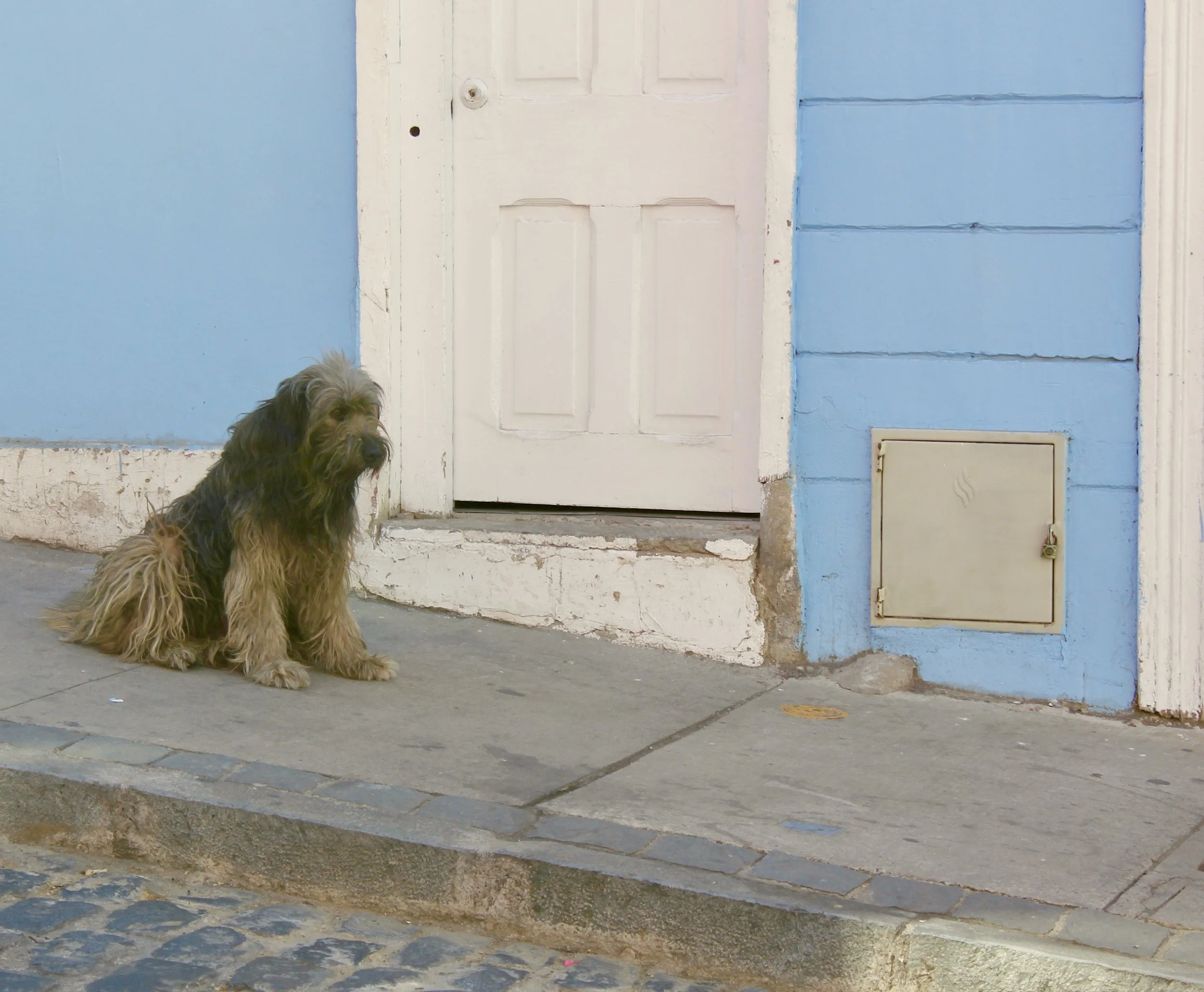 The Stray Dogs Of Valparaiso