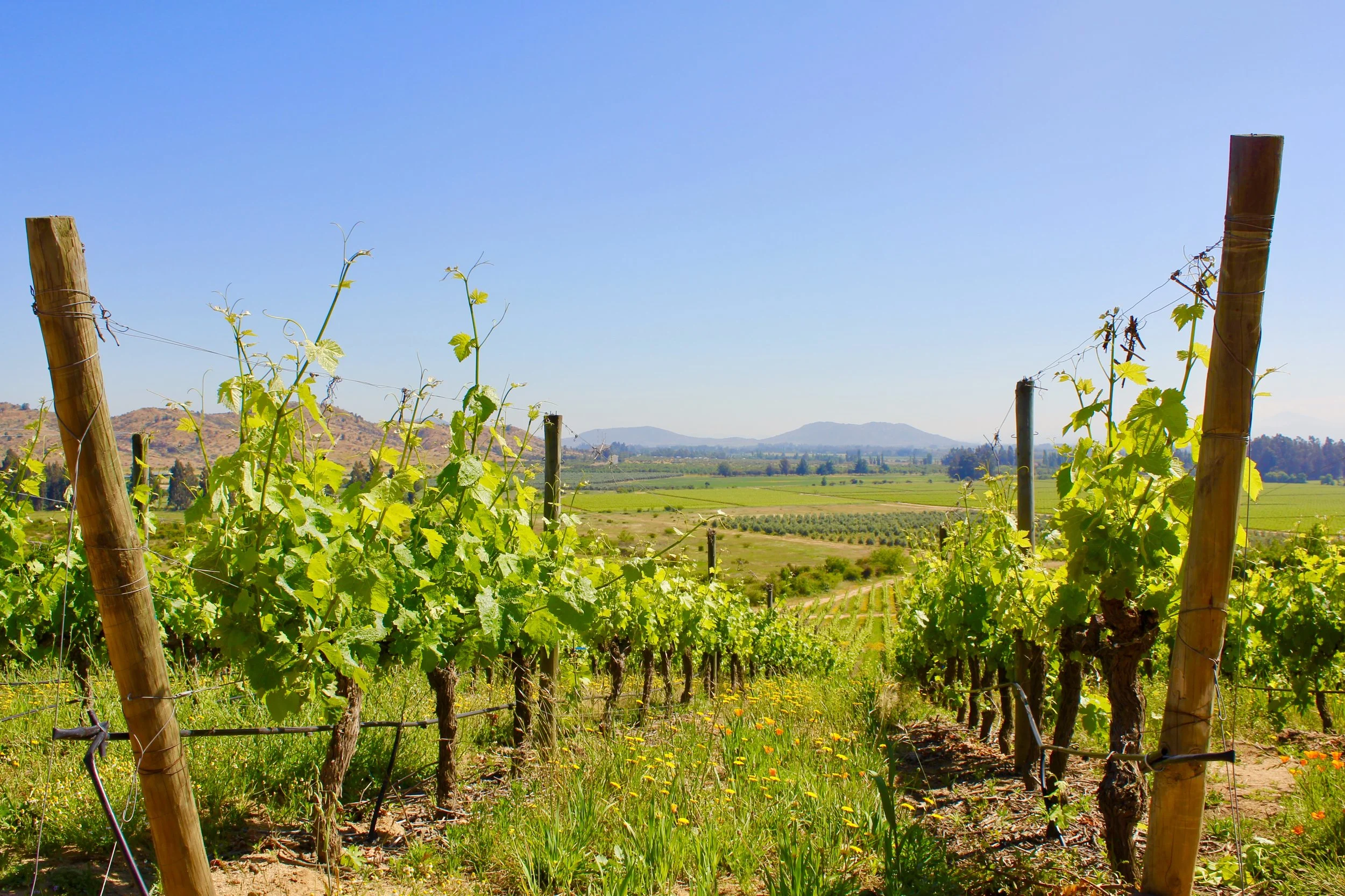 Exploring Chile's Casablanca and Colchagua Valley Wine Regions