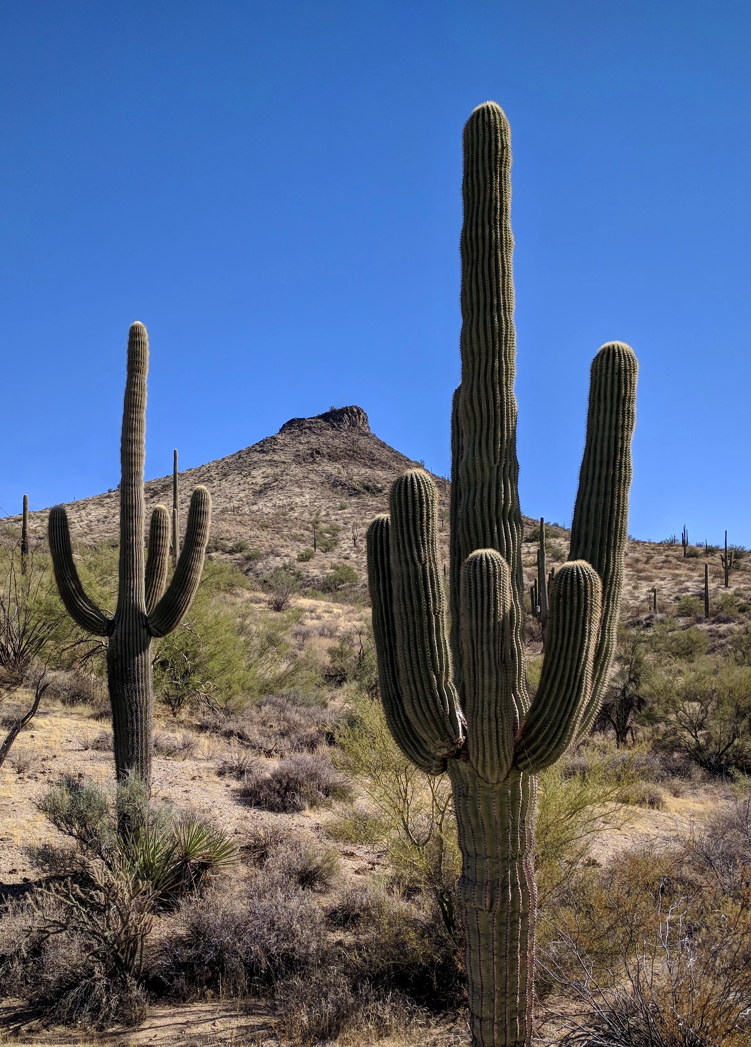 A Beautiful Desert Hike To Brown's Mountain In Northern Scottsdale, Arizona