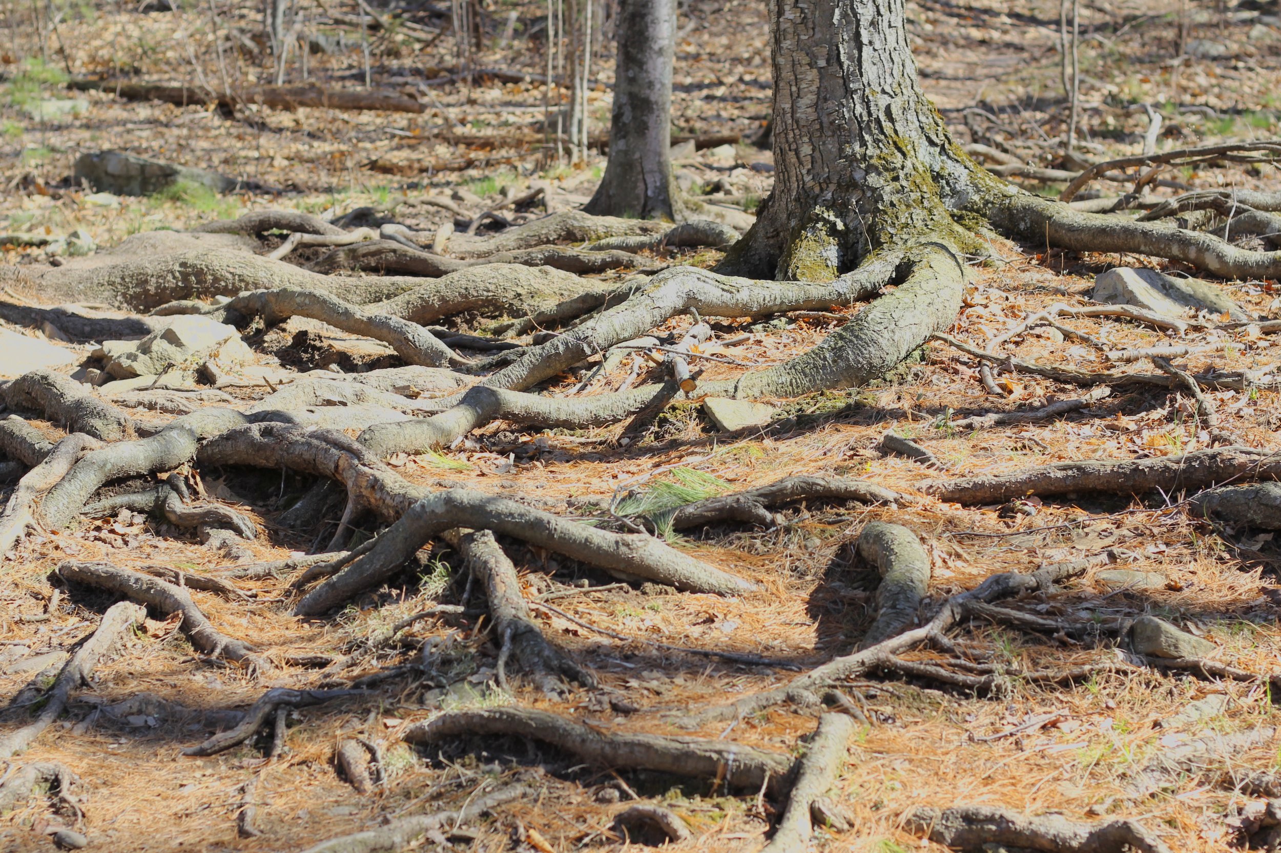 fullsizeoutput_2eab.jpeg