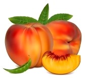 peach+clip+art.jpg