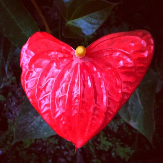 Happy Valentines Day.  I love all of you beautiful souls. How lucky are we to be able to connect so deeply?