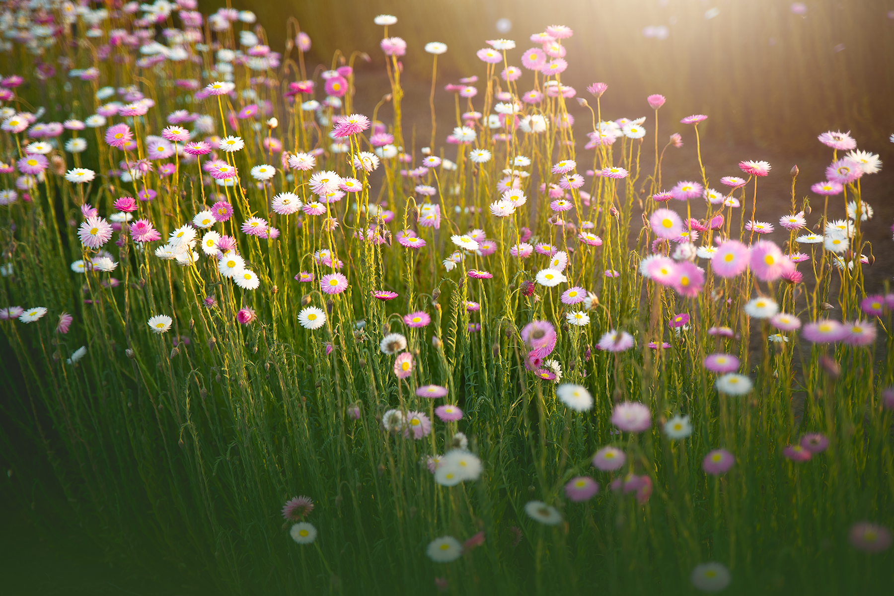 flowerfarmminisatveradilla