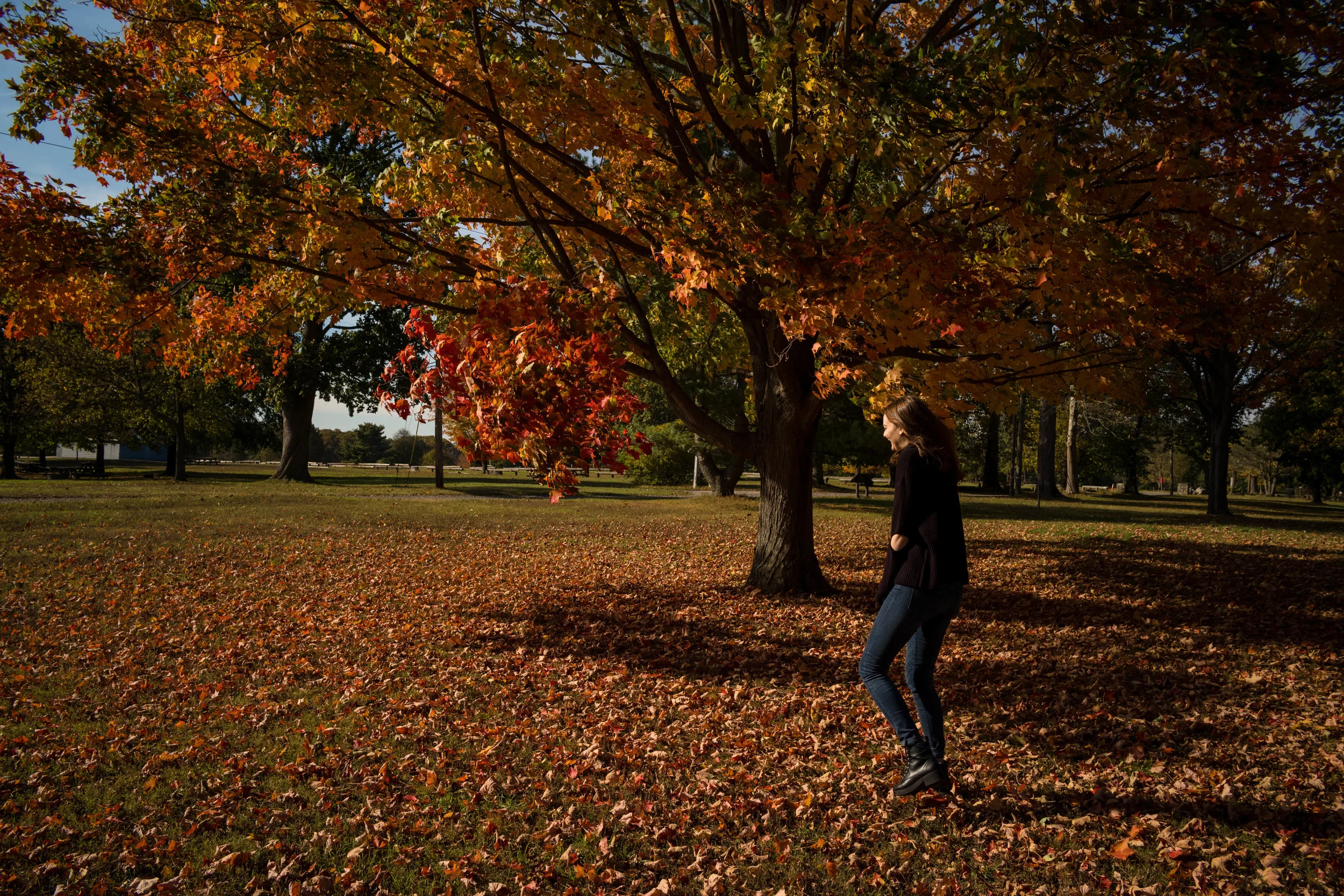 Walking to a maple tree, at Sherwood Island State Park, Westport, Connecticut.