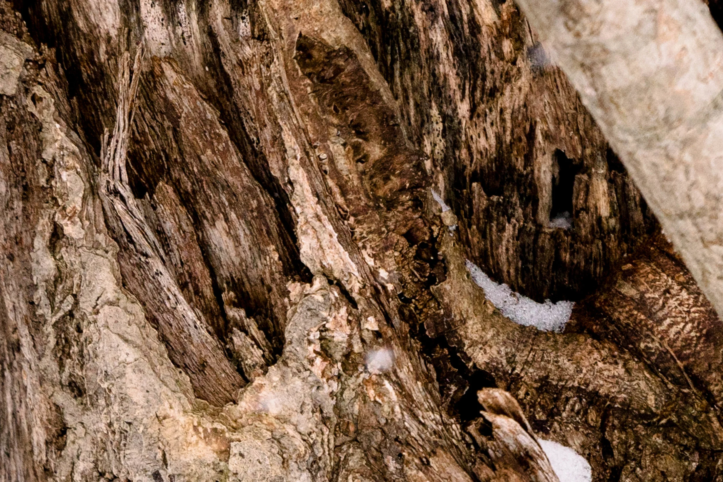 1:1 Magnification - Center - f/5.6