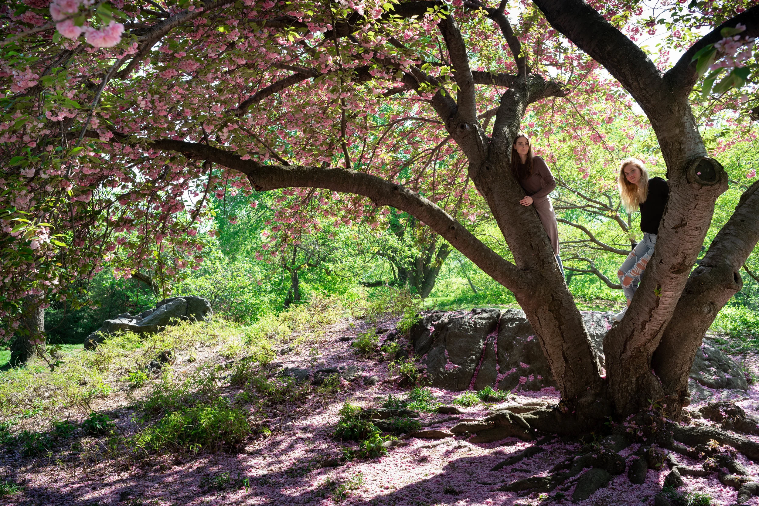 Leica M10 + 35mm f/1.4 Summilux AA - Anna and Lydia up a tree. At 35mm from longer focusing distance, there's virtually no distortion of the subjects worth mentioning. Although the cherry blossoms on the top right corner are noticeably more pronounced.