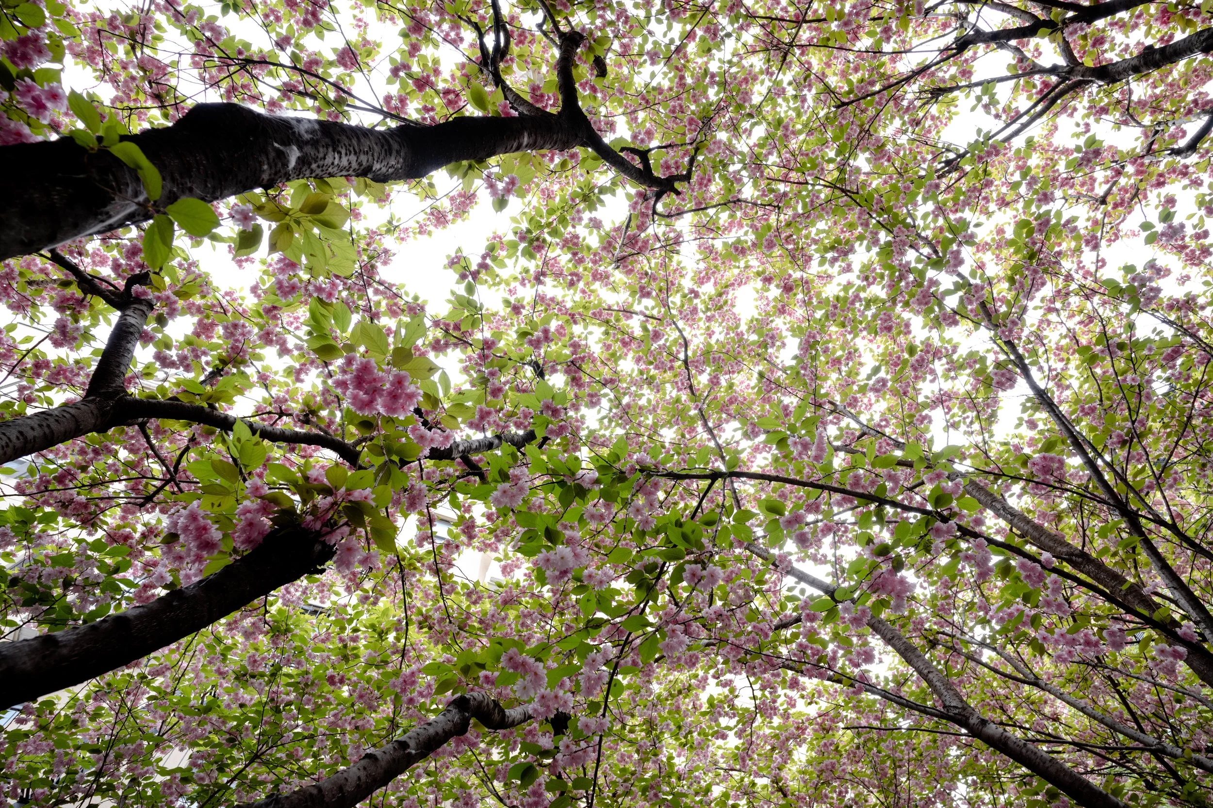 Leica M10 + 18mm f/3.8 Super Elmar-M ASPH - The first of the cherry blossom - as promised. Just so perfect on a spring day.