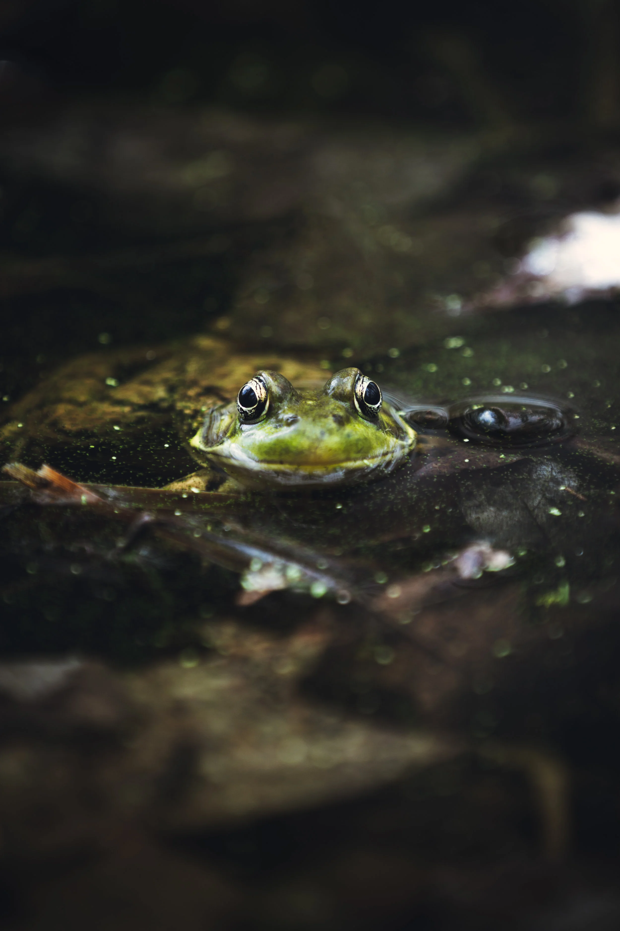 Frog Eyes.jpg