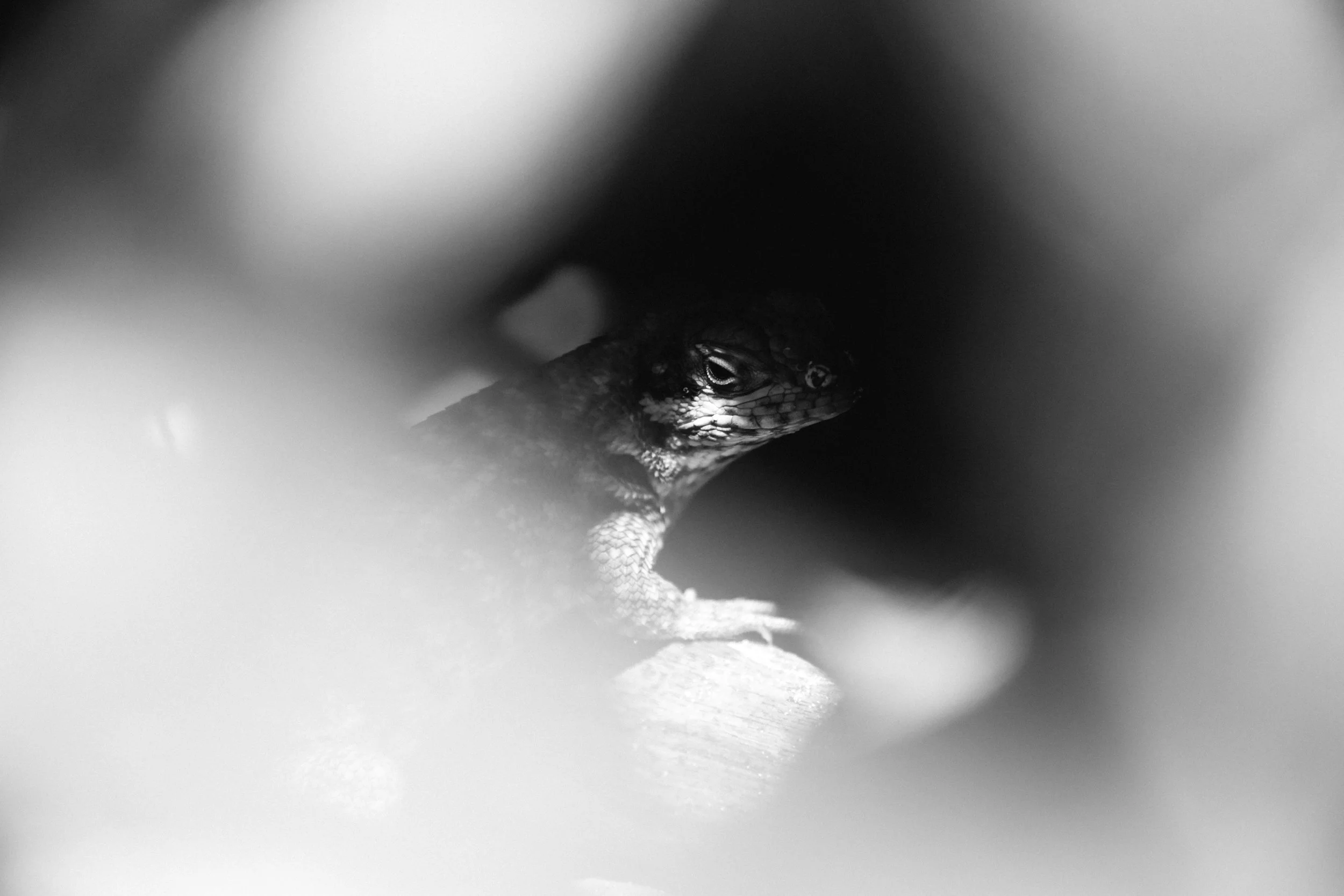 Eleuthera_SB-4.jpg