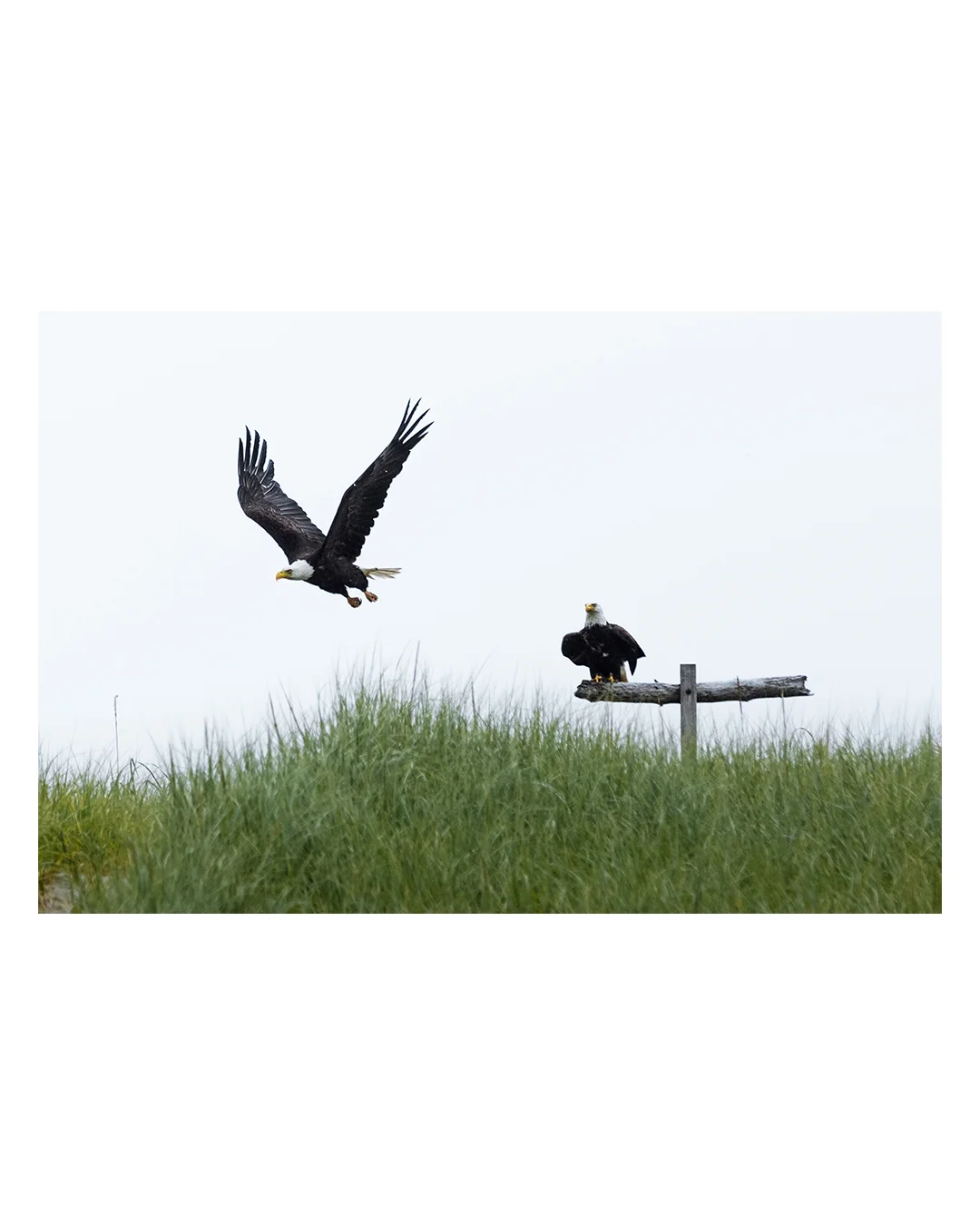 Dual Eagles.jpg