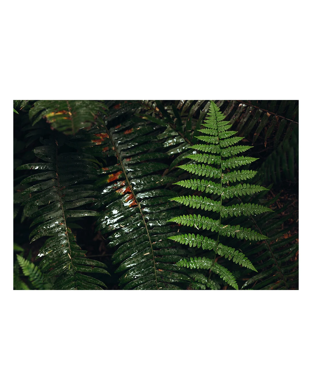 WA Fern.jpg