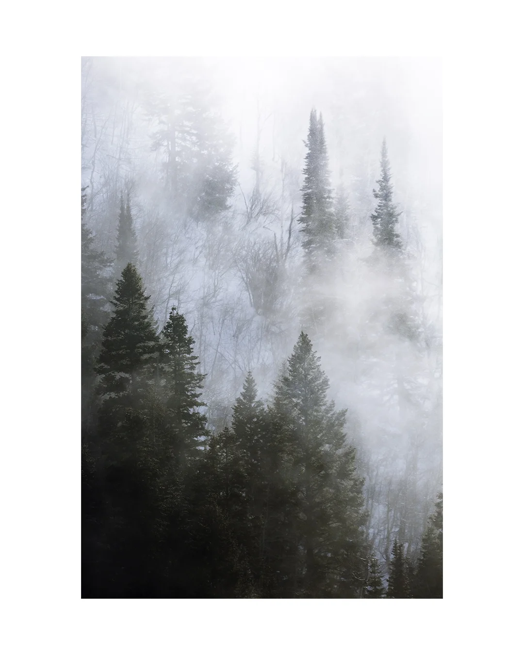 Foggy Trees.jpg