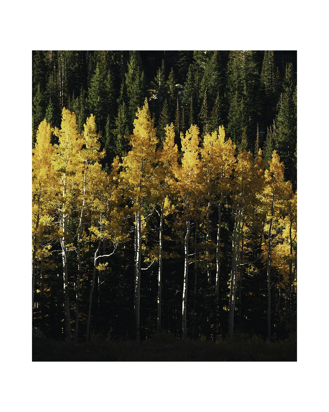Fall Trees.jpg