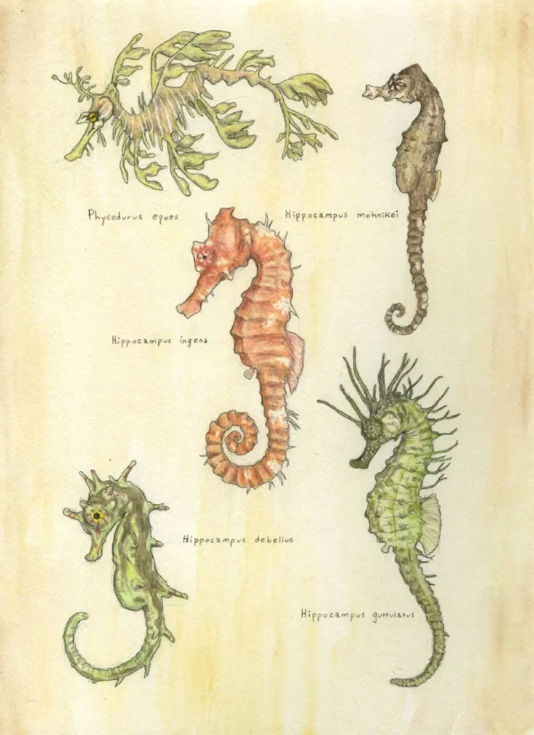 oliviakincaid seahorses.jpeg