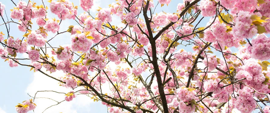 Centrewood Fete & Garden Party