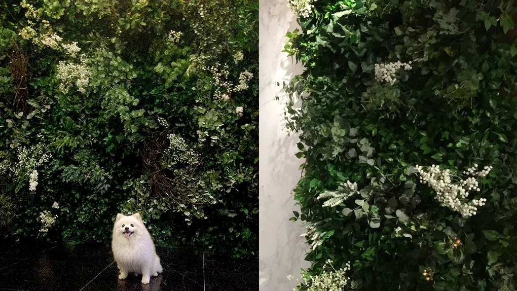 G R E E N E R Y MoMo & our signature super natural Green Wall. Have you ever thought of your beloved pet become a model for shoot!