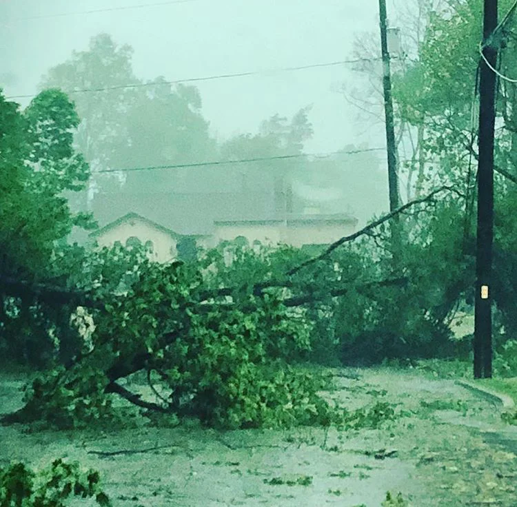 This Tree, down and blocking Willow Street, was Cleared away two days after the storm. Photo Credit: Dana Devine O'Malley