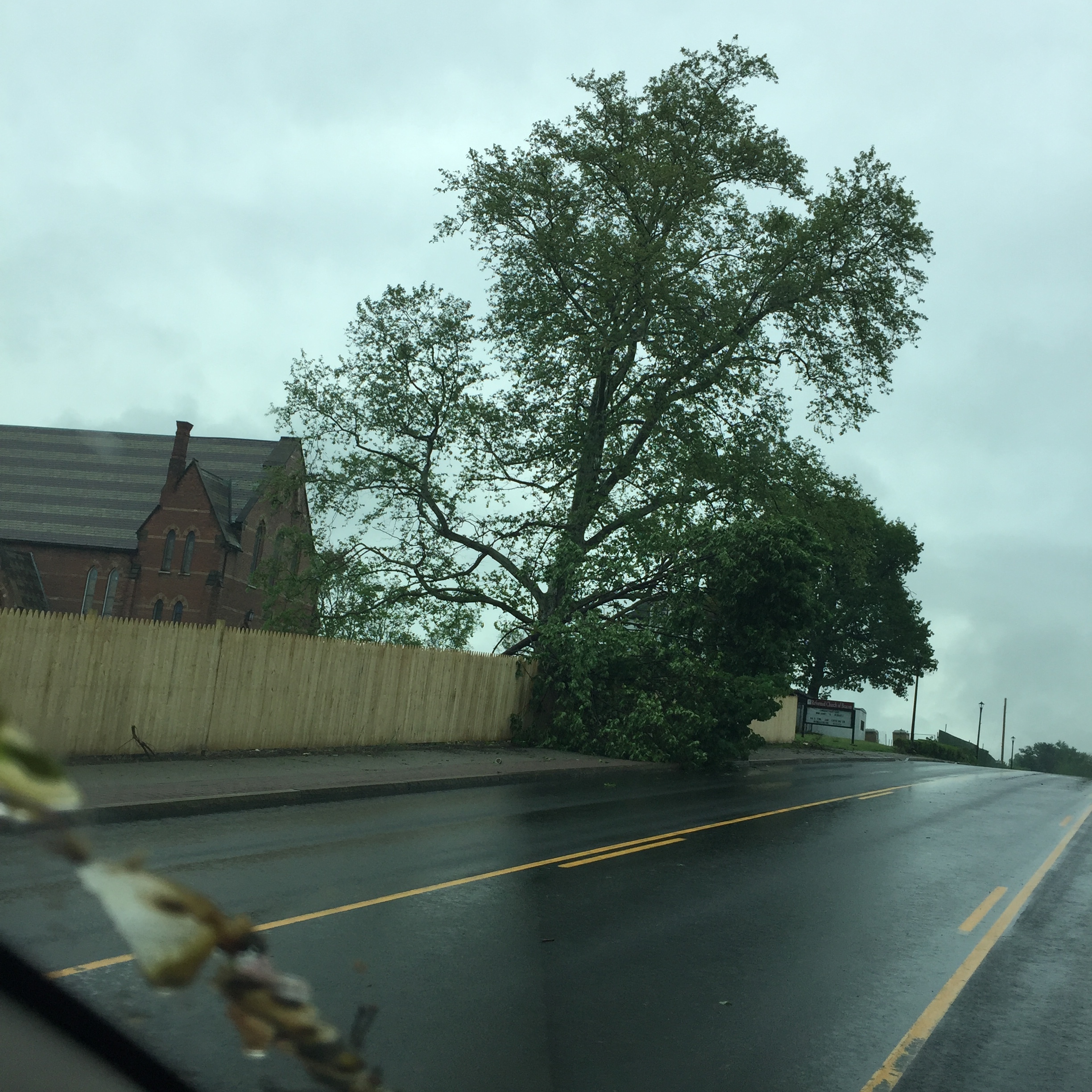 storm construction single tree.jpeg