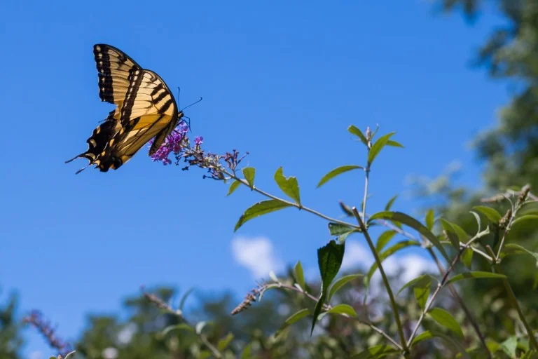 2015-Stony-Kill-butterfly-festival-0013-768x512.jpg