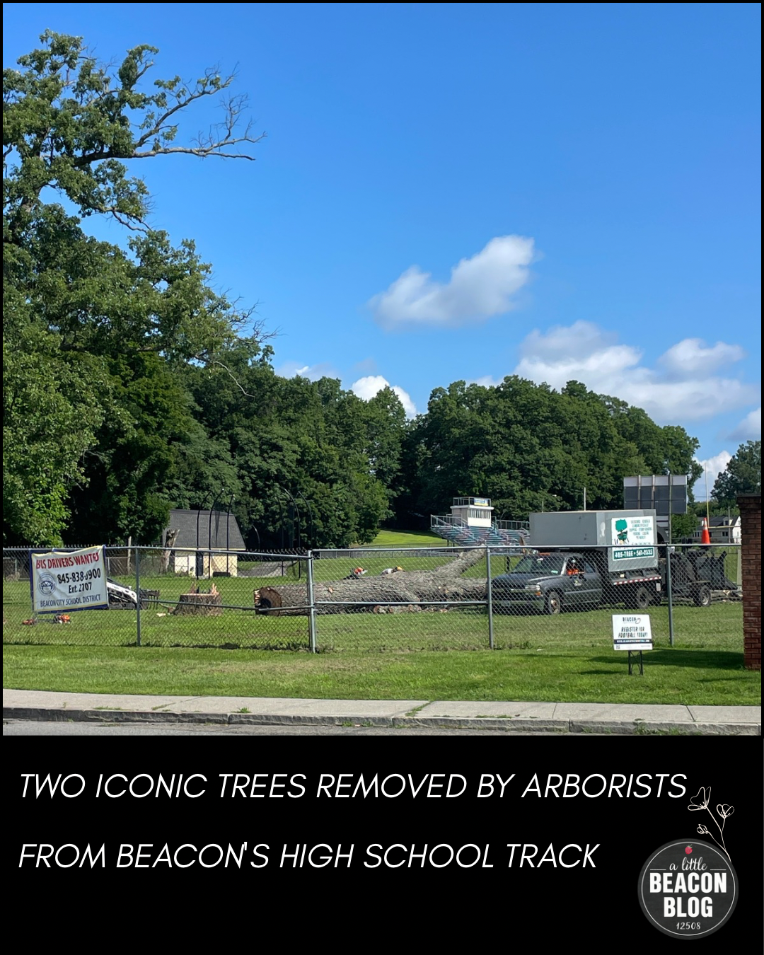 iconic trees removed from beacon high school track MAIN.png