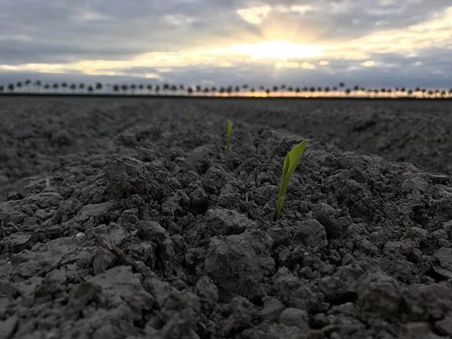 Good Morning and Happy Monday everyone!
It's another beautiful day in South Florida as we work to bring you winter sweet corn. Our first week of planting went very well. Good conditions and weather made for a smooth start to the season. And as you can see, we're beginning to see results!
So once again, we start our Monday way before the crack of dawn with the regimen of disk, bed, roll, plant, repeat. Have a great week!
Be sure to like and share!
#floridafarm #floridaproduce #agriculture #floridaagriculture