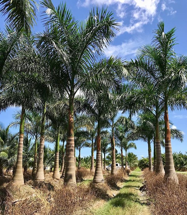Royal Palm
-
#trees #nature #landscape #photography #sky #naturephotography #tree #green #beautiful #clouds #autumn #photo #photographer #photooftheday #outdoors #nofilter #fall
#agriculture #farm #farming #farmer #farmlife #nature #tractor #harve