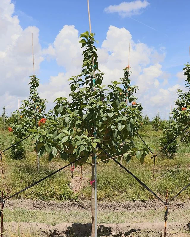 Orange Geiger
-
#trees #nature #landscape #photography #sky #naturephotography #tree #green #beautiful #photo #photographer #photooftheday #outdoors #nofilter #fall
#agriculture #farm #farming #farmer #farmlife #tractor #harvest #farmers #johndeere #agricultura #countryside #treefarm