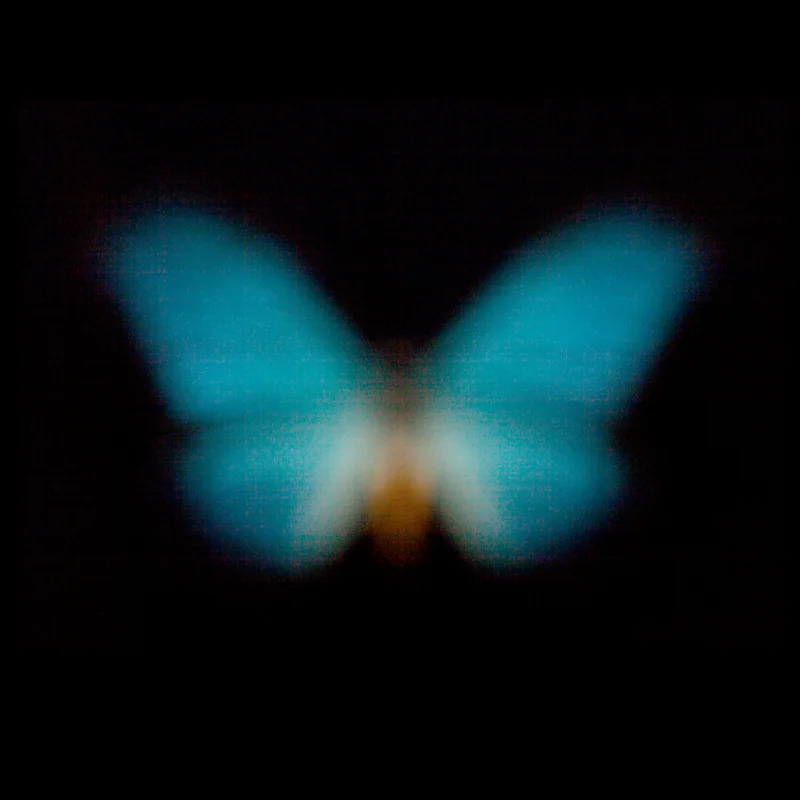 Morpho II_800x800.jpg