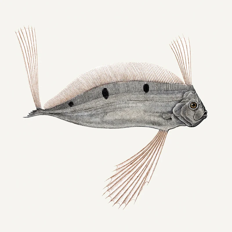 Trachy_800x800.jpg