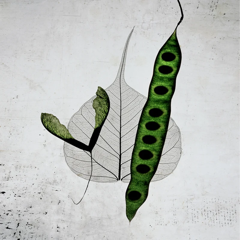 Seed Pod_800x800.jpg