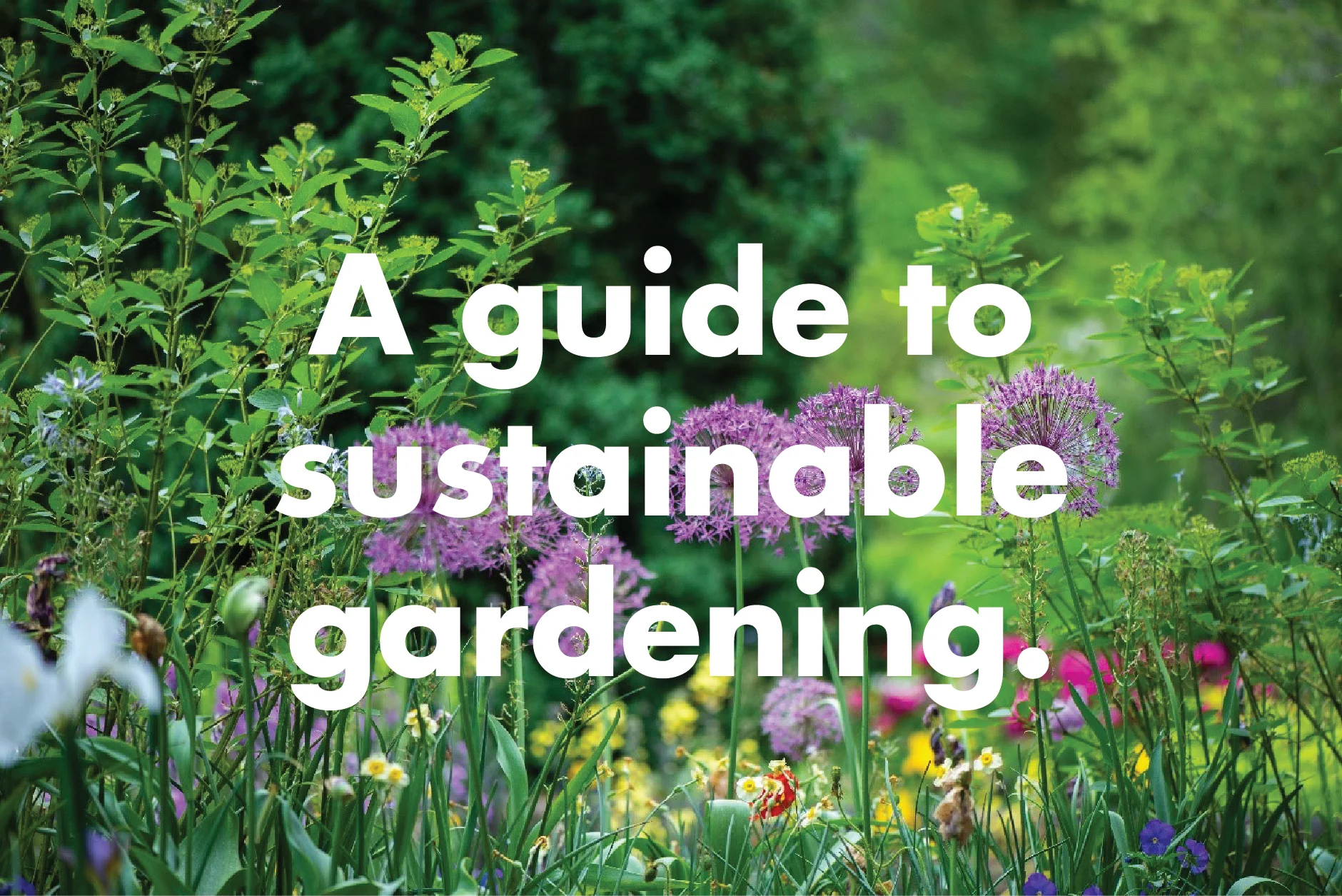 Nicky Roeber, Online Horticultural Expert from Wyevale Garden Centres