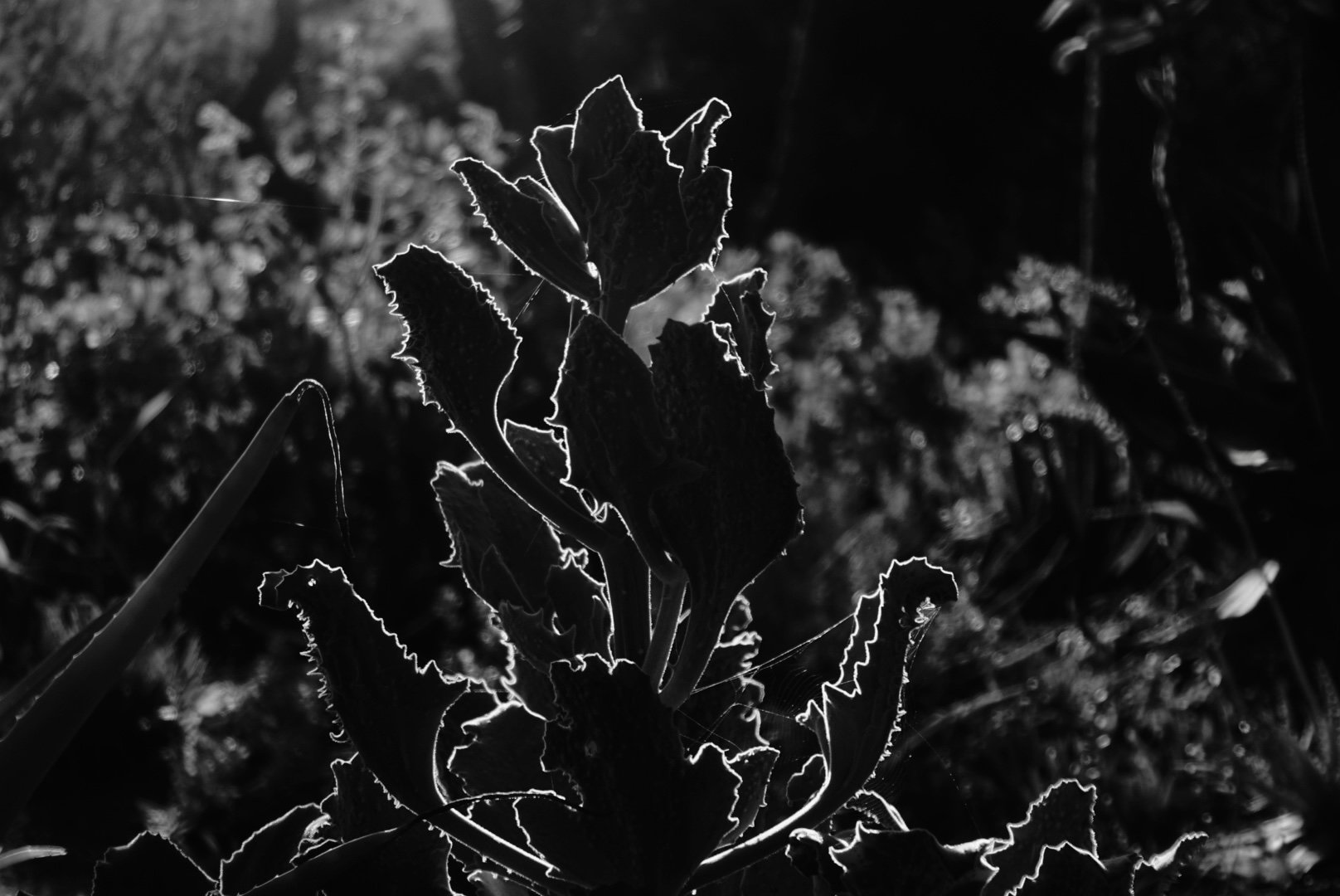 DSC07372.jpeg
