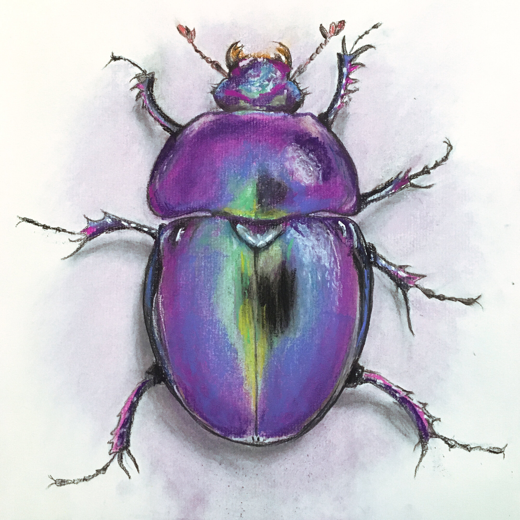 purplebeetle.jpg