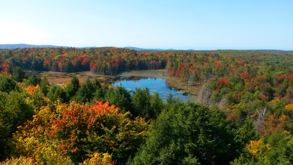 Fall at the Fire Tower