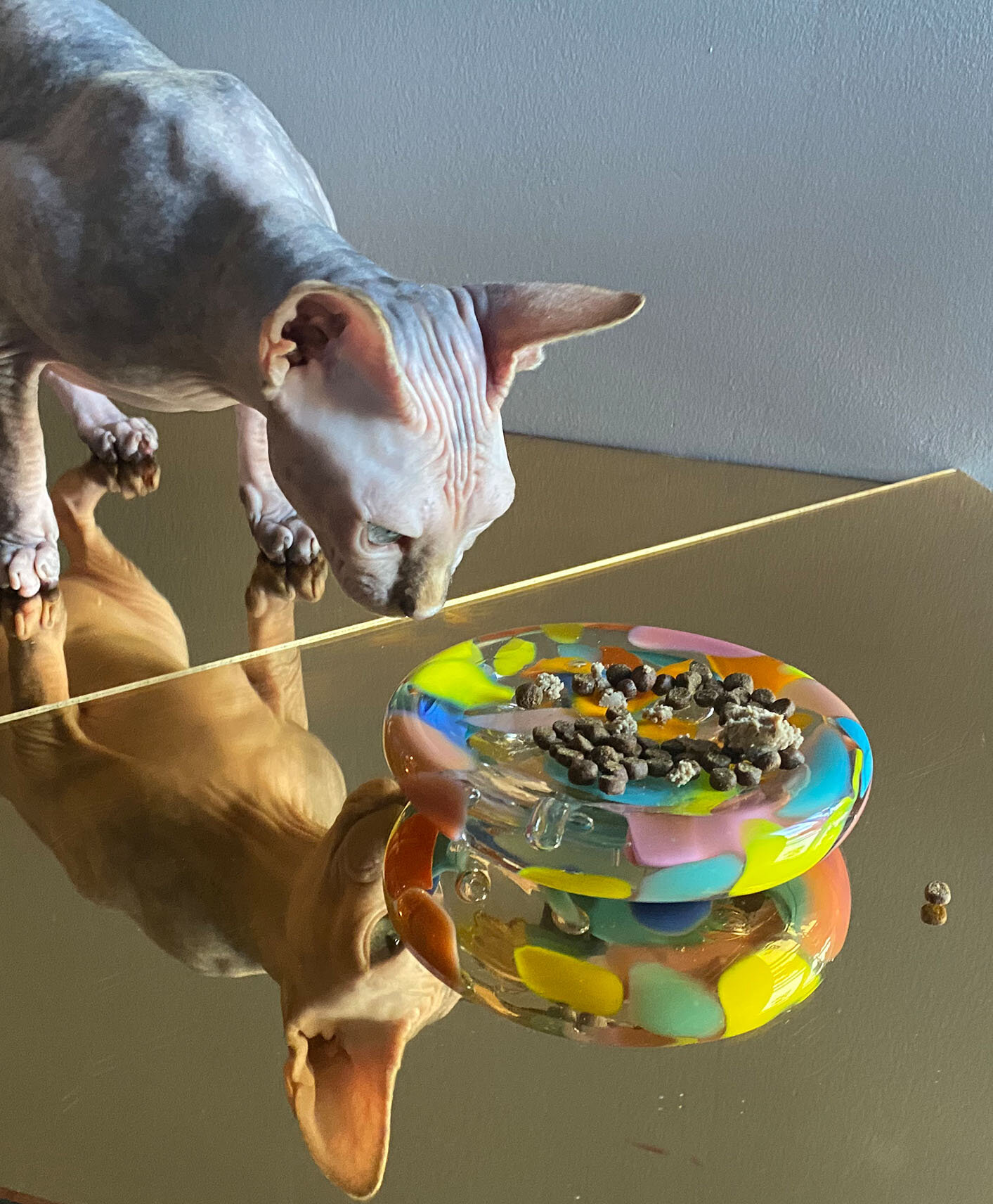 funfetti pet dish