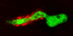 Metarhizium robertsii germling producing auxin stained with a red immunofluorescent stain.