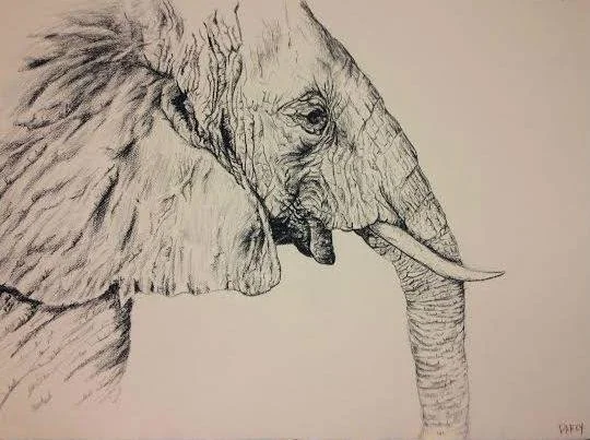 Elephant Profile