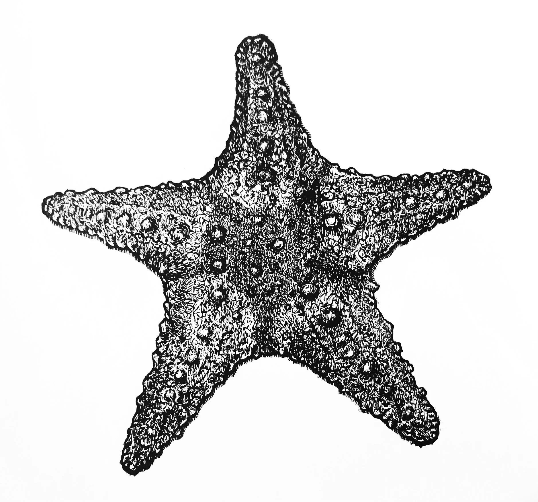 Starfish.jpg
