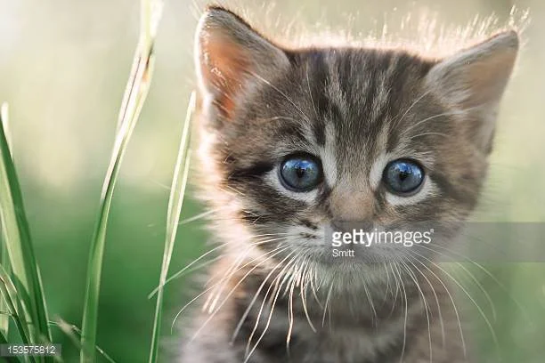 cute kitten!!