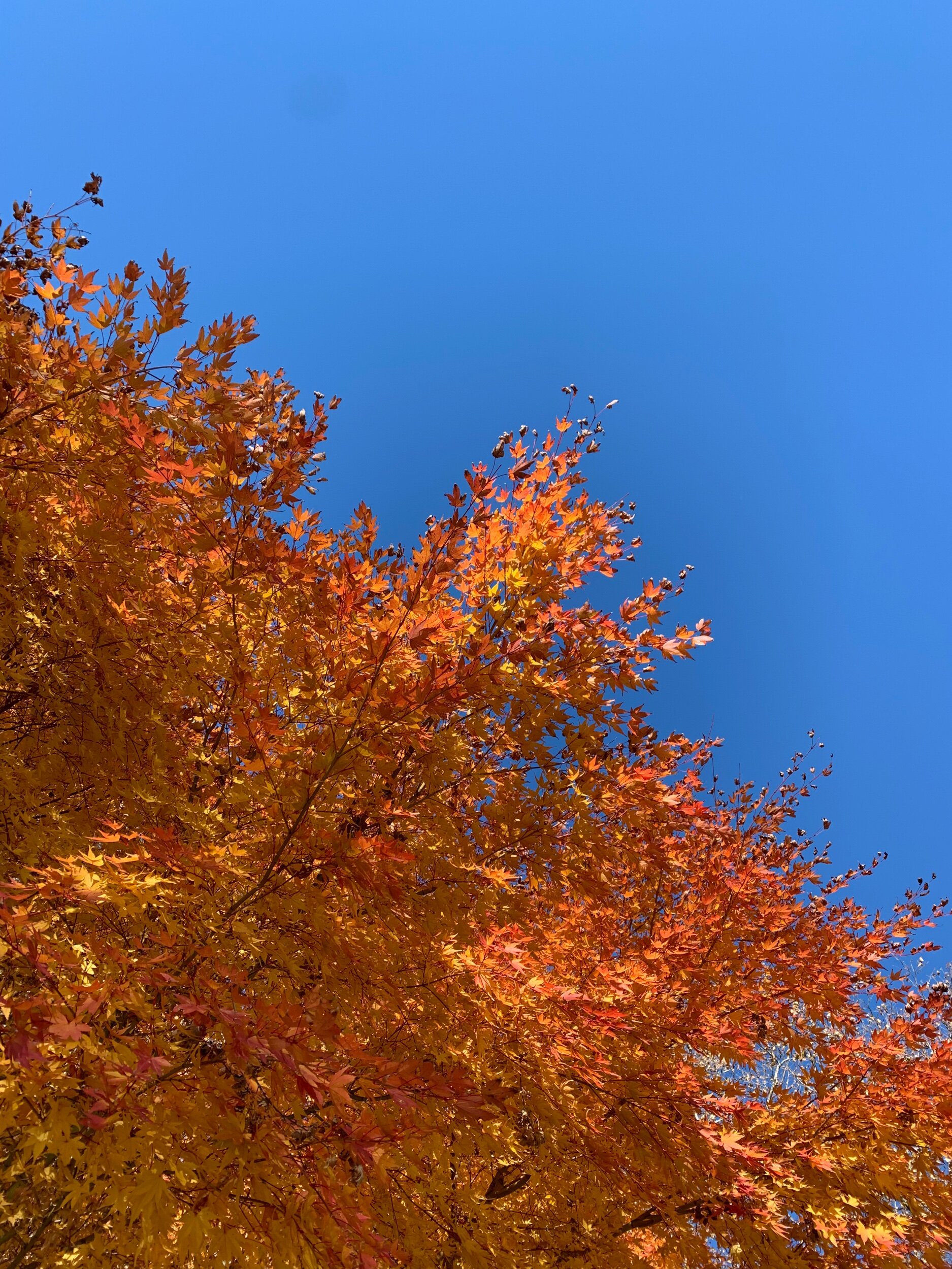 8A2A14E5-918B-48EE-A151-8DC5C812BA99