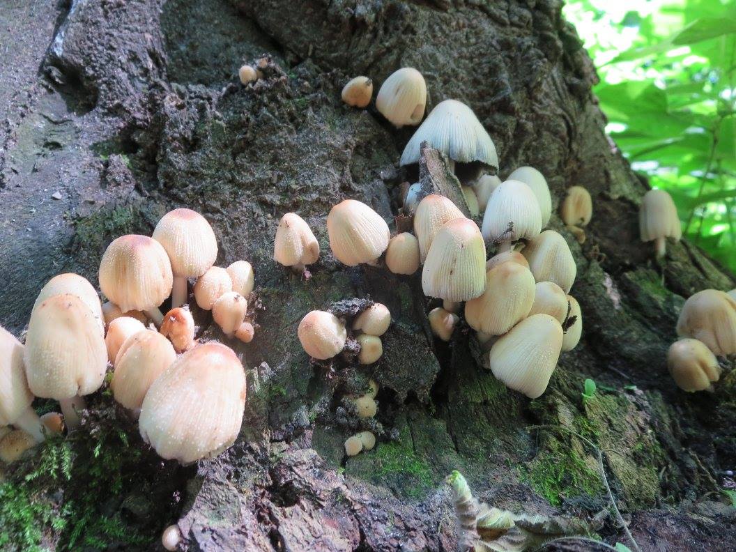 new_glarus_woods_state_park_mushrooms.jpg