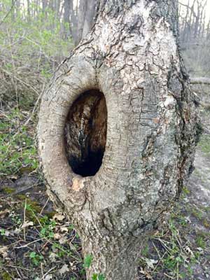 Friends of the New Glarus Woods State Park tree
