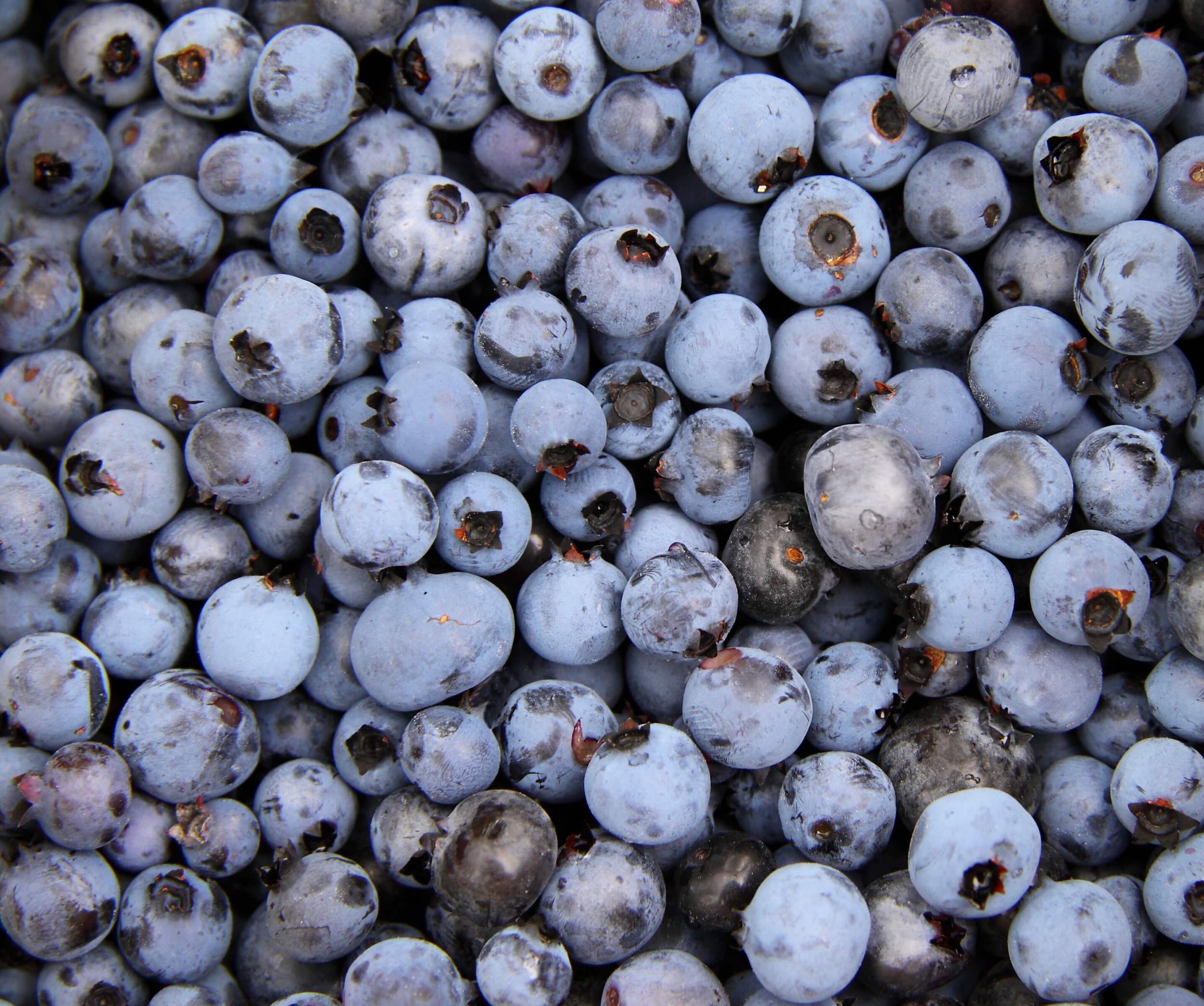 BERRY GOOD ANTIHISTAMINE SMOOTHIE — Saskatoon Naturopathic Medicine