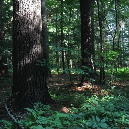 Forest.jpg