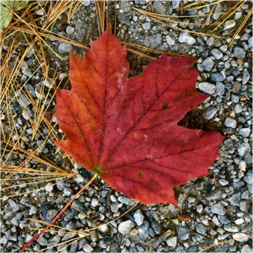 leaves2.png