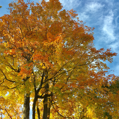 tree2.png