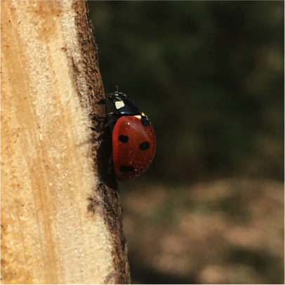 ladybird.png